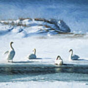 Lake Michigan Swans Poster