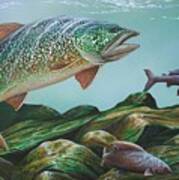 Lake Trout Poster