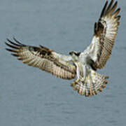 Osprey Approach Poster