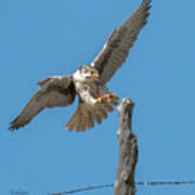 Landing Prairie Falcon Poster