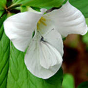 Large White Trillium And Butterfly Poster
