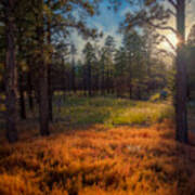 Late Afternoon At Lockett Meadow Poster