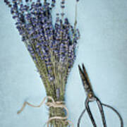 Lavender And Antique Scissors Poster