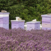 Lavender Bumble Bee Condo Poster
