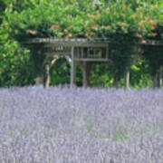 Lavender Fields Forever Poster