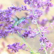 Lavender Hummingbird Dream Poster