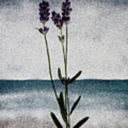 Lavender Ocean Breath Poster
