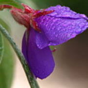 Tibouchina Lavender Raindrops Poster