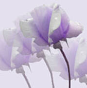 Lavender Roses Poster