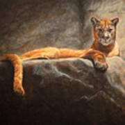 Laying Cougar Poster