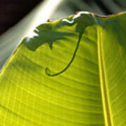 Leaf With Nubbin And Curly Cue Poster