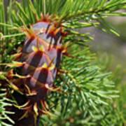 Leafing Cone Poster