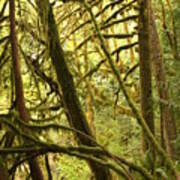 Mossy Rainforest Leaning Trees Poster