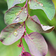 Leaves And Raindrops Poster
