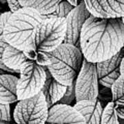 Leaves Black And White - Nature Photography Poster