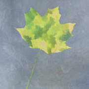 Leaves Through Maple Leaf On Texture 4 Poster