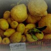 Lemons In Red Basket Poster