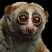 Lemur Slow Loris Poster