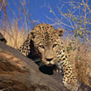 Leopard Panthera Pardus Climbing Poster