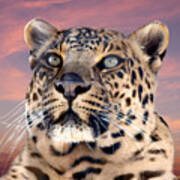 Leopard Portrait Number 3 Poster