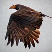 Lesser Yellow Headed Vulture Flandes Colombia Poster