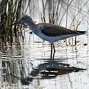 Lesser Yellowlegs Poster