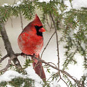 Leucistic Northern Cardinal Poster