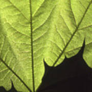 Light And Maple Leaf Macro Poster