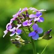 Light Purple Flowers Poster