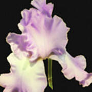 Light Purple Iris Poster