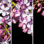 Lilac Bouquet Triptych One Poster