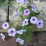 Lilac Petunias Poster