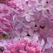 Lilacs Poster