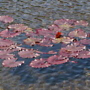 Lilly Pads Poster