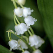 Lily Of The Valley Bouquet Ii Poster