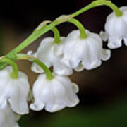 Lily Of The Valley Flowers Poster