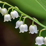 Lily Of The Valley Ii Poster