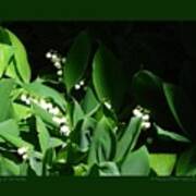 Lily Of The Valley Poster