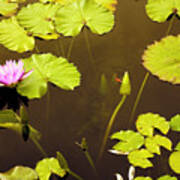 Lily Pads 1 Poster