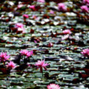 Lily Pads Poster