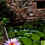 Lily Pond In Ruins. Usvi Poster