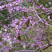 Limbs Full Of Redbuds Poster