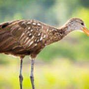 Limpkin At Celery Fields Poster