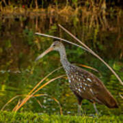 Limpkin At Water's Edge Poster