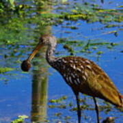 Limpkin With An Apple Snail Poster