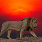 Lion At Sunset Poster