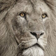 Lion Portrait Poster