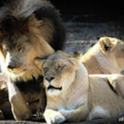 Lion Pride Memphis Zoo Poster