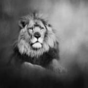Lion - Pride Of Africa I - Tribute To Cecil In Black And White Poster