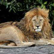 Lion Resting On The Rocks In Africa Poster
